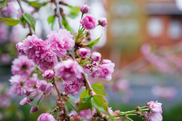 Prunus Asano (Japanese Cherry) blossom flowers . Copy space