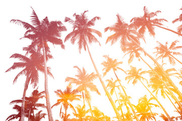 Obraz premium Tropical palm trees silhouettes isolated on white with double exposure effect