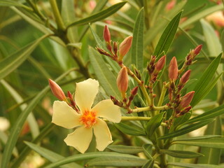 Gelb bl&uuml;hender Oleander 