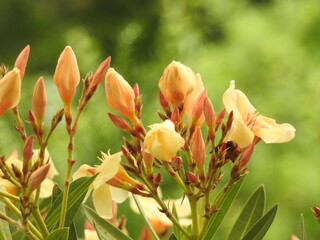 Gelb bl&uuml;hender Oleander 