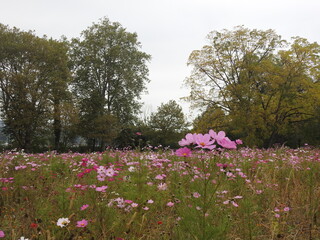 Rosa Bl&uuml;te auf der Sommerwiese