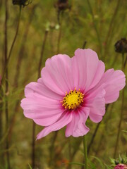 Rosa Bl&uuml;te auf der Sommerwiese