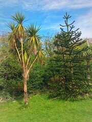 Palm tree and Araucaria araucana tree on a cloudy day.
