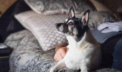 Little Dog, Toy Fox Terrier, relaxing on bed at home beside the owner sleeping.