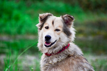 A beautiful dog and green background