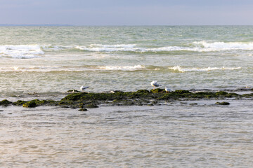 Green sea moss, algae and crustaceans on a seashore rock that's getting hit by waves with two seabirds sitting on it in Cap Blanc-Nez in France. High quality photo
