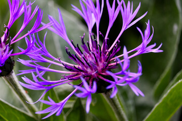 Bergflockenblume Makro