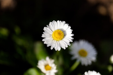 G&auml;nsebl&uuml;mchen Makro