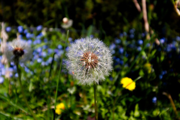 Pusteblume