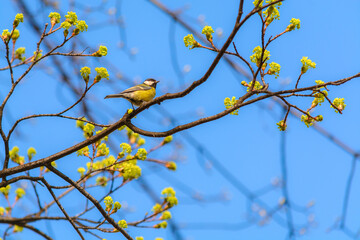 Ptak sikora bogatka wiosną na drzewie na tle niebieskiego nieba