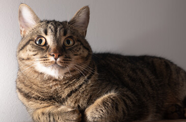 European shorthair cat. Portrait of a domestic striped brown cat. Muzzle with mustache. Animal at home.