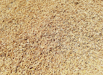 Rice grain background in close up