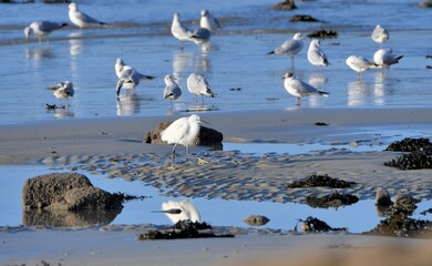 Oiseaux de mer sur une plage de Bretagne