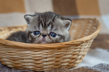 Fototapeta na wymiar A kitten of an exotic shorthair breed sits in a wicker basket on a dark background