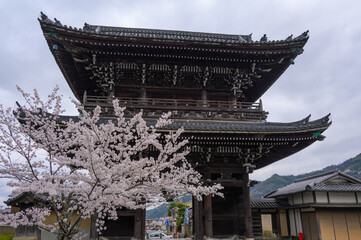 清涼寺 嵯峨釈迦堂 仁王門と桜