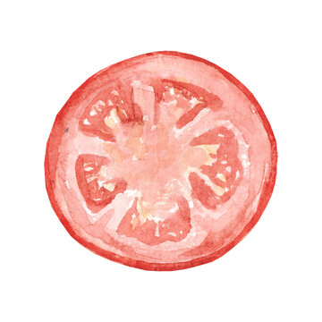 Watercolor hand-drawn tomatoes. Realistic images