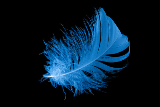 Fototapeta blue goose feather on black background