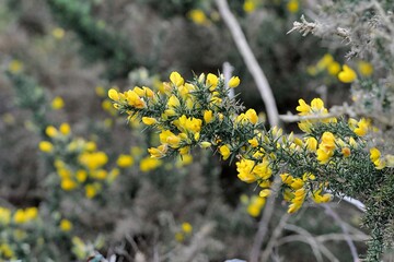 Les ajoncs de la côte de granit rose en Bretagne