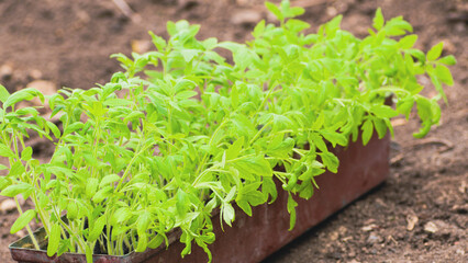 Green seedlings in container on street in windy weather. Green saplings growing in pot in garden.