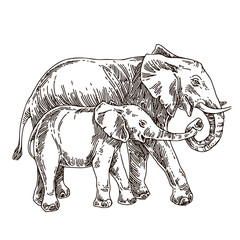 Elephant family. Mother and baby. Sketch. Engraving style. Vector illustration.