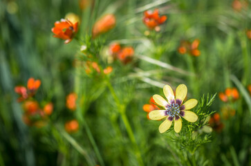 red and yellow flowers