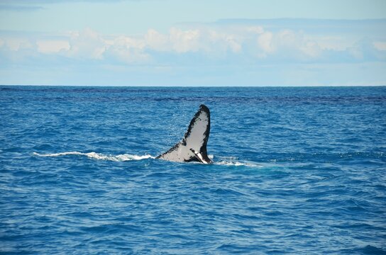 baleia 2
