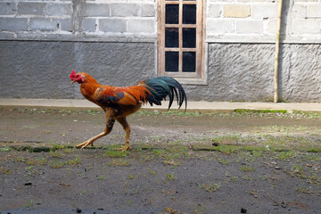 Fototapeta na wymiar Pet rooster