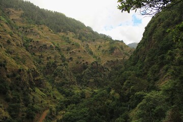 Floresta/Forest - Madeira, Portugal