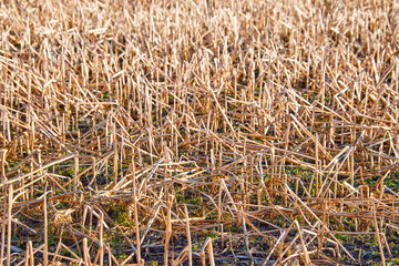 Feld, Ackerbau, Natur, Trockenheit, Herbst.
