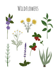 Fototapeta na wymiar Medicinal plants set. Botanical set of field and meadow herbs and flowers with leaves. Flat vector illustration of tender summer flora isolated on white background.
