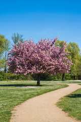 Gorgeous pink blooming sakura tree in a public park in Wiesbaden/Germany