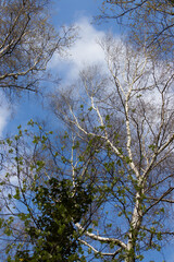 Birke vor Frühlingshimmel