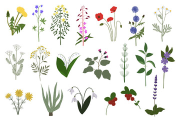 Wild flowers set. Botanical set of field and meadow herbs with leaf. Botanical flat vector illustration of gentle summer flora isolated on white background.
