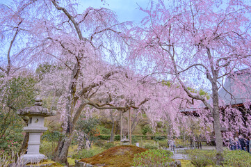 京都嵐山 天龍寺と枝垂桜