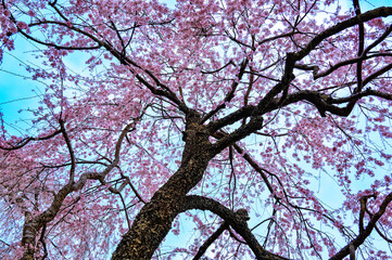 京都嵐山 天龍寺と枝垂桜