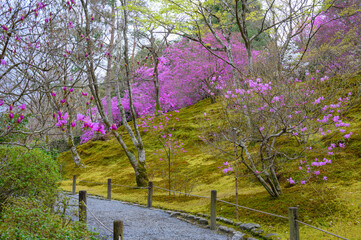 京都嵐山 天龍寺の三つ葉つつじ