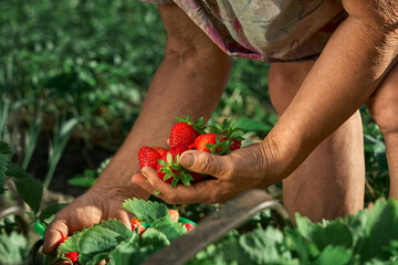 A elderly woman farmer collects a harvest of ripe strawberries. A handful of berries in the hands. Harvesting fresh organic strawberries. Farmer's hands picking strawberries close-up. Strawberry bushe