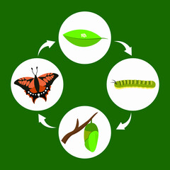 butterfly life cycle from eggs, larva, pupa to butterfly