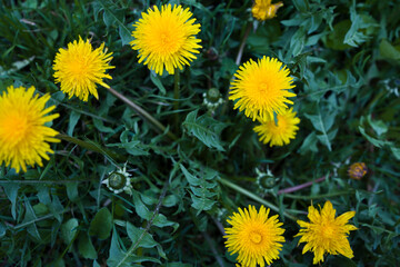 Top view of green grass and dandelion flowers background
