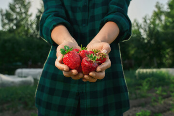 Fresh strawberries in woman farmer hands. Sharing fresh strawberries from the garden. Harvesting fresh strawberries.