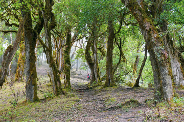 Fototapeta premium Rear view of a group of hikers in the forest at Mount Mtelo, West Pokot, Kenya