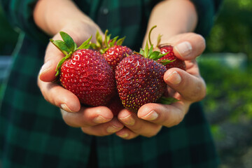 Fresh strawberries in woman farmer hands. Sharing fresh strawberries from the garden. Harvesting fresh strawberries.