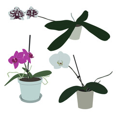 Orchid set. Simple vector illustration.