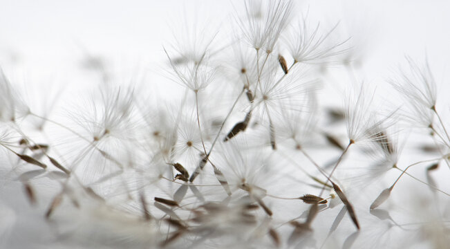 Pusteblume Samen close up, Hintergrund weiß