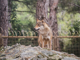 Fototapeta premium portrait of a beautiful wolf