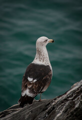seagull on the rocks