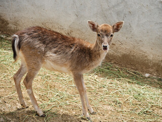 beautiful gazelle on a farm