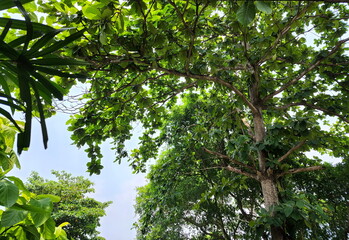 View from under a large tree overlooking the trunks, branches and bright green leaves of the trees with the blue sky behind them. Under the Tropical Almond or India Almond have shaded can shade the su