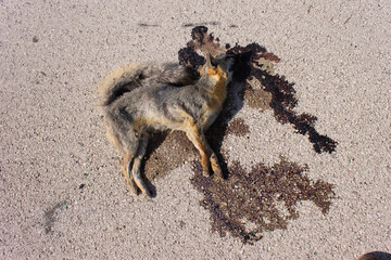 Fototapeta premium zorro muerto, perro muerto en autopista