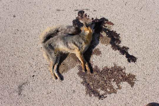 zorro muerto, perro muerto en autopista